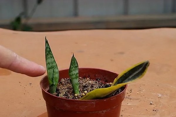 虎皮兰的种类,常见的有金边虎皮兰、白玉虎皮兰等