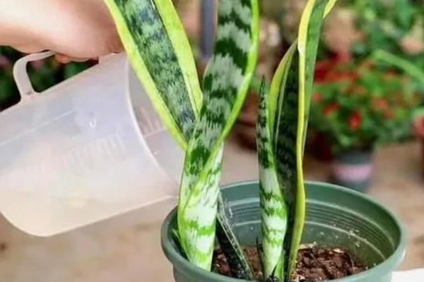 怎么让虎皮兰爆盆,适宜生长温度在20-30℃