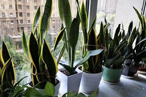 怎么让虎皮兰爆盆,适宜生长温度在20-30℃