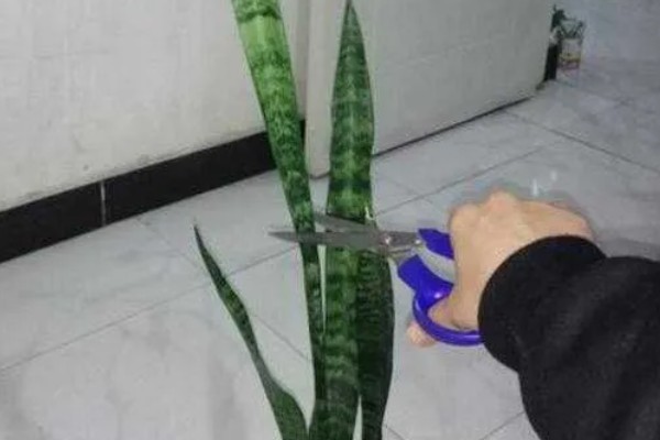 怎么让虎皮兰爆盆,适宜生长温度在20-30℃