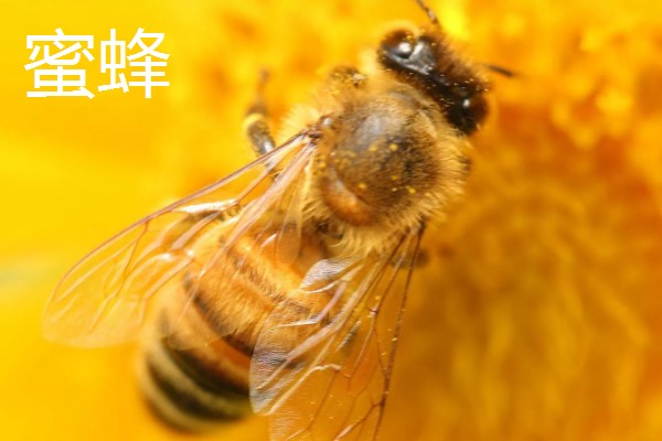 昆虫的特点，明显分为头、胸、腹三个部分