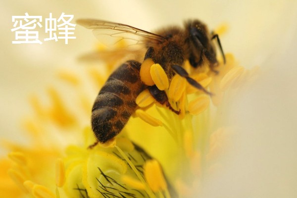 昆虫的特点，明显分为头、胸、腹三个部分