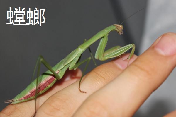 昆虫的特点，明显分为头、胸、腹三个部分