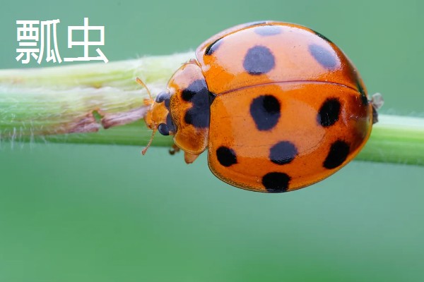 昆虫的特点，明显分为头、胸、腹三个部分