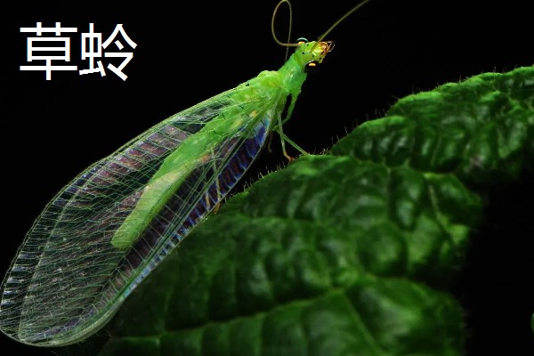 昆虫的特点，明显分为头、胸、腹三个部分