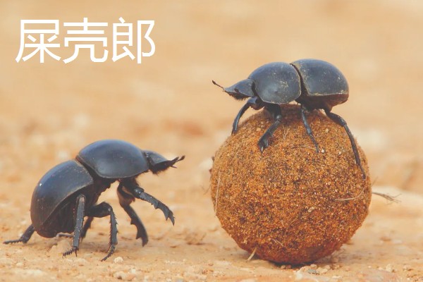 昆虫的特点，明显分为头、胸、腹三个部分