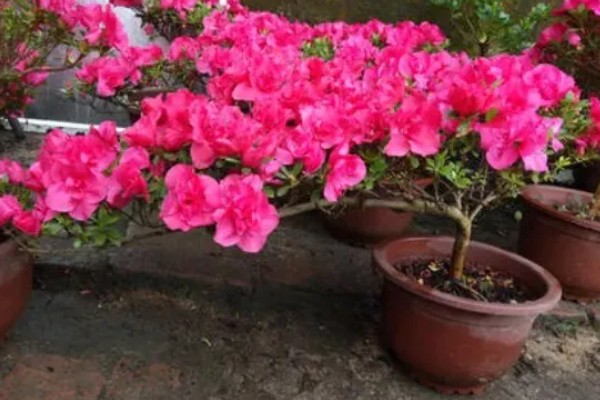 为什么家里不放杜鹃花，因为其叶子含有一定的毒性