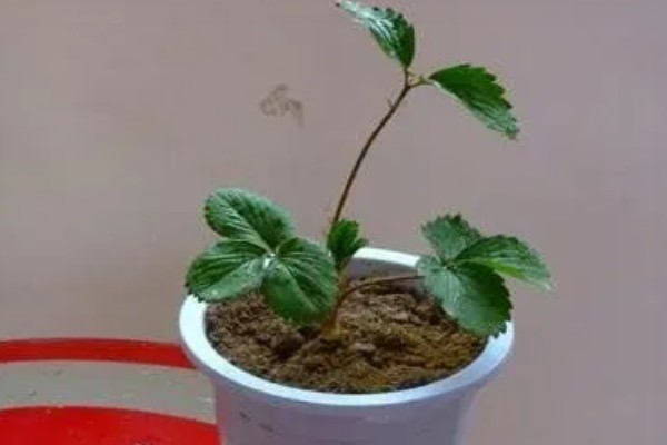 草莓老苗怎样繁殖小苗，一般采用压条繁殖