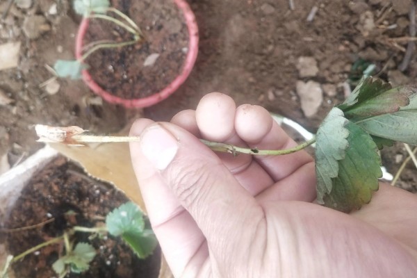 草莓老苗怎样繁殖小苗，一般采用压条繁殖