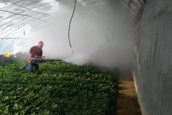 草莓老苗怎样繁殖小苗，一般采用压条繁殖