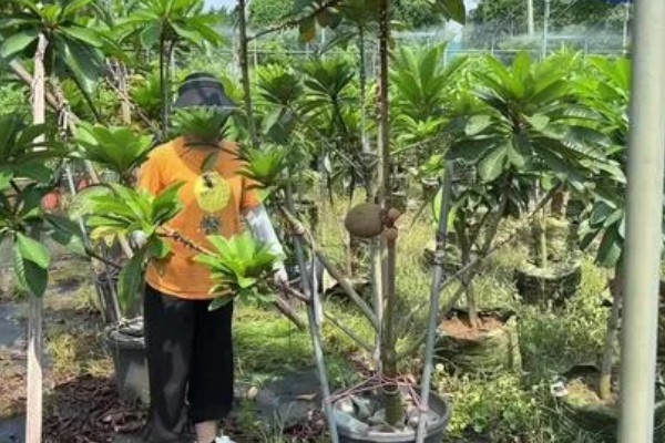 妈咪果如何防虫，主要采取深耕清园和人工诱捕