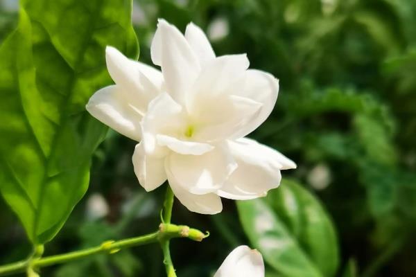 买回来的茉莉如何移栽,移栽时不能清除根部的土壤