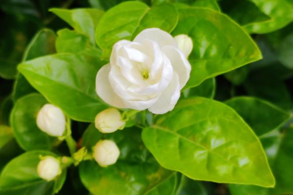 买回来的茉莉如何移栽,移栽时不能清除根部的土壤