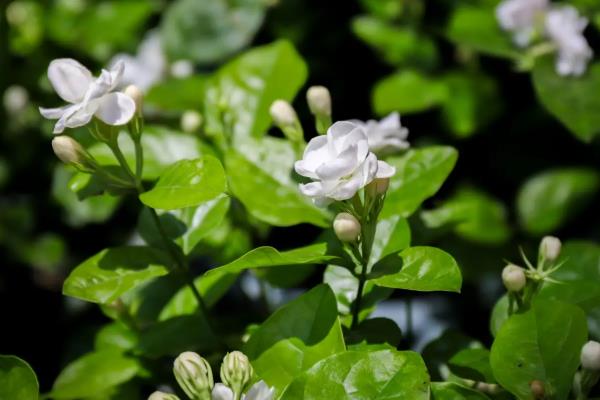 买回来的茉莉如何移栽,移栽时不能清除根部的土壤