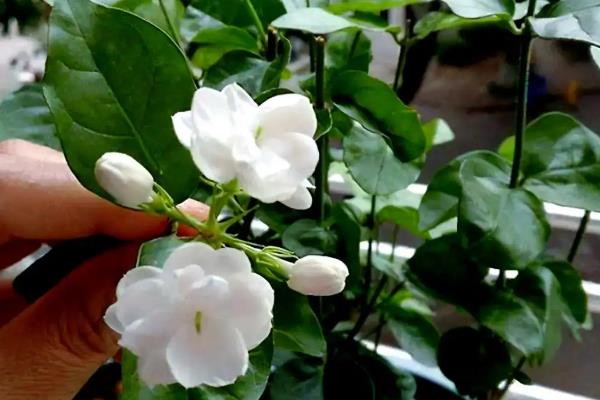 买回来的茉莉如何移栽,移栽时不能清除根部的土壤