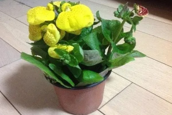 荷包花如何繁殖,可播种、扦插或分株繁殖
