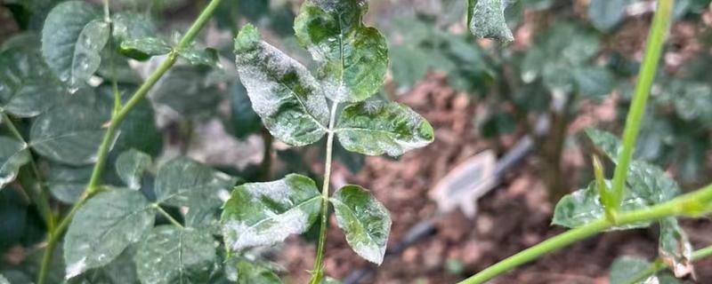 月季白粉病怎么防治，发病初期喷施粉锈宁等药剂