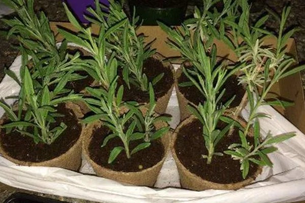 薰衣草的种植方式,生长期间最好接受全日照