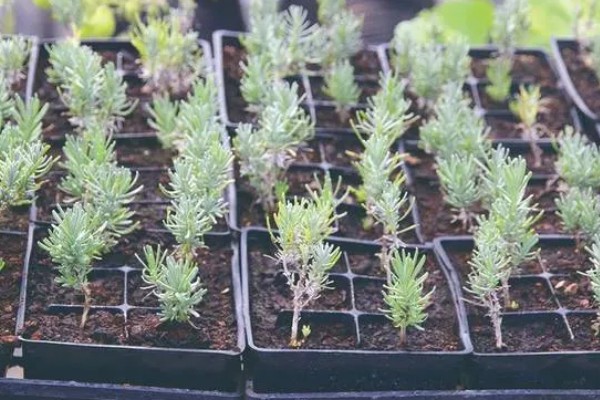 薰衣草的种植方式,生长期间最好接受全日照