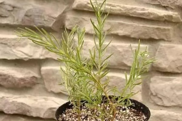 薰衣草的种植方式,生长期间最好接受全日照