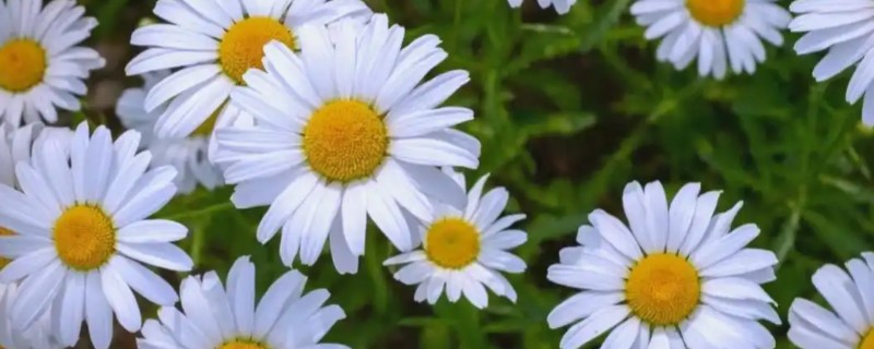 雏菊蔫了如何处理，土壤板结要更换新土