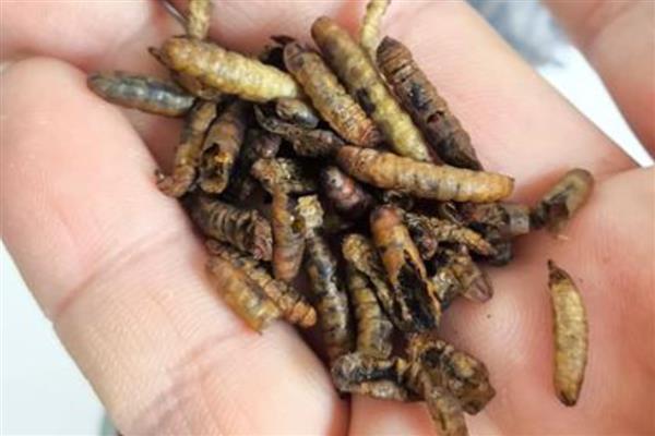 黑水虻是什么,是一种腐生性水虻科昆虫