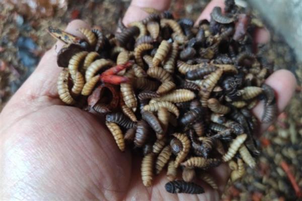 黑水虻是什么,是一种腐生性水虻科昆虫