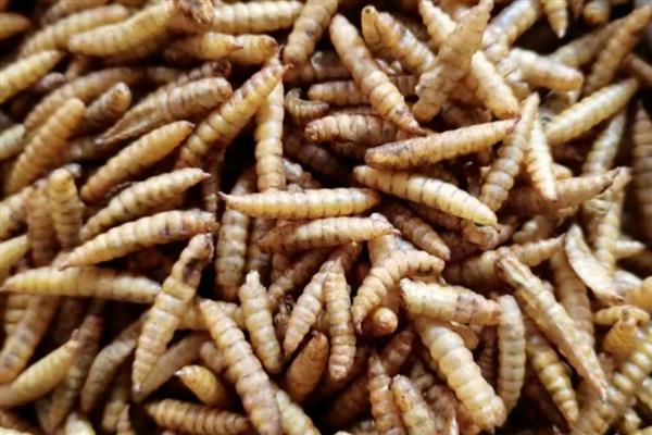 黑水虻是什么,是一种腐生性水虻科昆虫