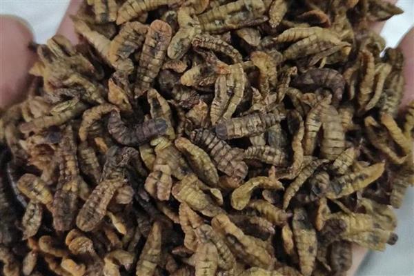 黑水虻是什么,是一种腐生性水虻科昆虫