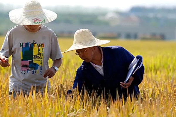 新三农指的是什么,是新农民、新农业、新农村