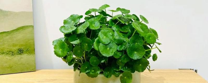 冬天怎么养铜钱草，保持室温在5℃以上