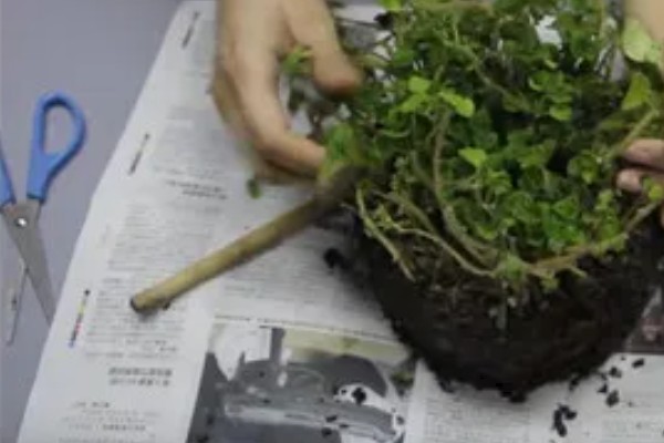 吸毒草的寓意是什么，寓意招财旺财