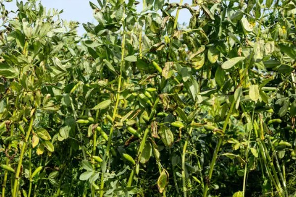 蚕豆几月份能收获，通常要6个月左右