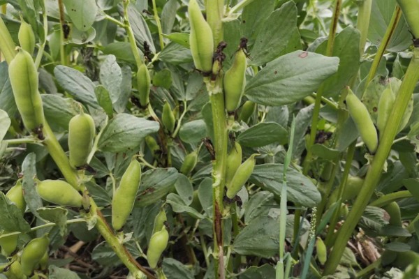 蚕豆几月份能收获，通常要6个月左右