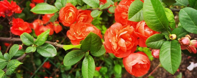 日本海棠的花期，为1月底至2月底