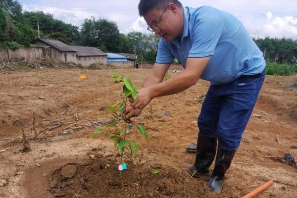 榴莲种子的种植方法,出芽点朝下种植