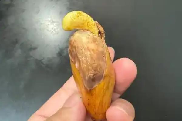 榴莲种子的种植方法,出芽点朝下种植