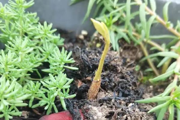 榴莲种子的种植方法,出芽点朝下种植