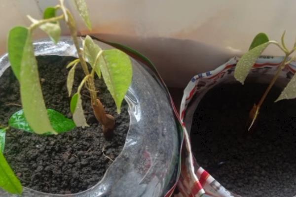 榴莲种子的种植方法,出芽点朝下种植