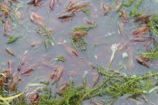 小龙虾是喜欢深水还是浅水,喜欢在浅水处活动