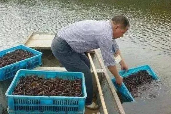 小龙虾是喜欢深水还是浅水,喜欢在浅水处活动