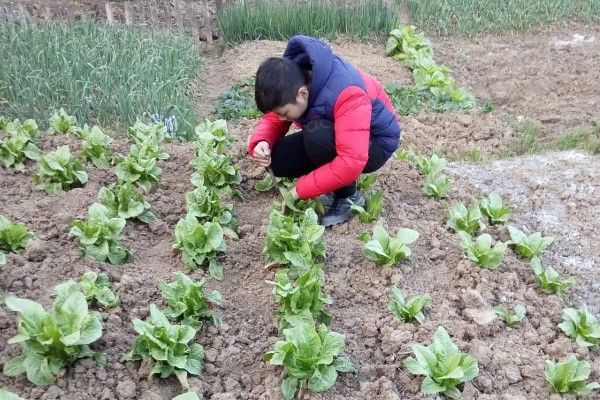 莴苣如何施肥,施肥时尽可能少用偏酸性肥料