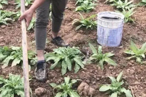 莴苣如何施肥,施肥时尽可能少用偏酸性肥料