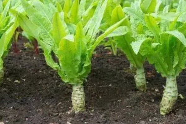莴苣如何施肥,施肥时尽可能少用偏酸性肥料