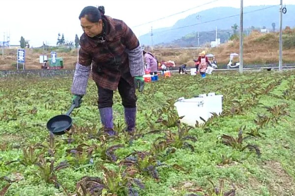 莴苣如何施肥,施肥时尽可能少用偏酸性肥料