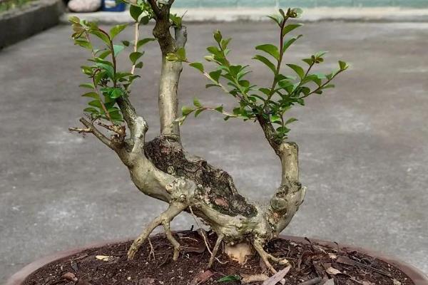 紫薇树如何移栽,在每年3-4月份进行