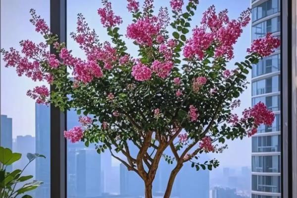 紫薇树如何移栽,在每年3-4月份进行