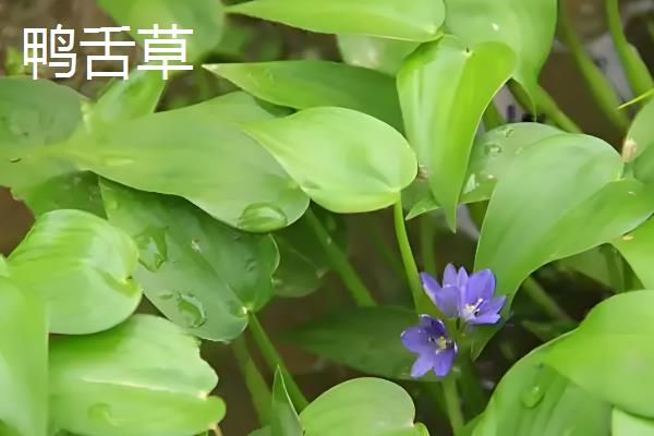 鸭舌草有多少品种，只有一种