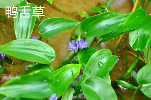 鸭舌草有多少品种，只有一种