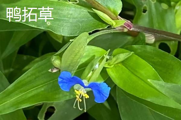 鸭舌草有多少品种，只有一种